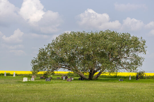 Historic Rural Prairie Cemetery Beneath a Sprawling Tree, Golden Canola Field and Towering Clouds