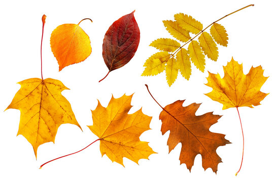 Real autumn leaves collection on white background featuring maple, oak, birch and rowan in vibrant orange, yellow, red and brown tones. Perfect for seasonal design, nature and fall projects.