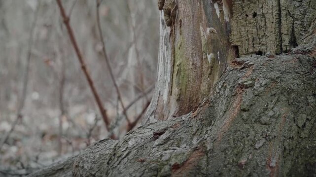Close-up of Old Tree Bark: A textured close-up reveals the intricate details of aged tree bark, with hints of moss and decay, evoking a sense of nature's resilience and passage of time.
