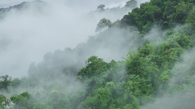Misty mountains and forest in hazy valley, mysterious landscape