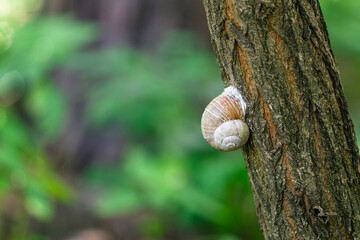Snail on tree trunk bark with blurred green background © Klochkov