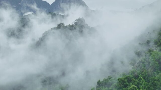 Lush Forest Enveloped by Fog with Distant Mountains