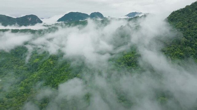 Lush Forest Enveloped by Mist with Mountain Peaks