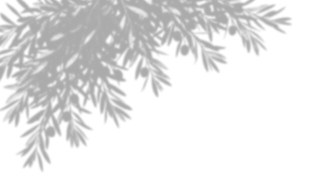 Olive tree branch shadow overlay isolated on transparent background