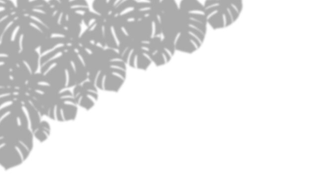 Monstera leaf shadow overlay isolated on transparent background