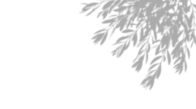 Shadow of olive tree leaves on a transparent background