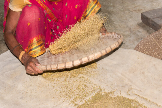 village woman using a traditional bamboo supa (winnowing basket) to clean and separate grains, gently tossing the grain to remove dust, husk and chaff, showcasing traditional rural farming practices