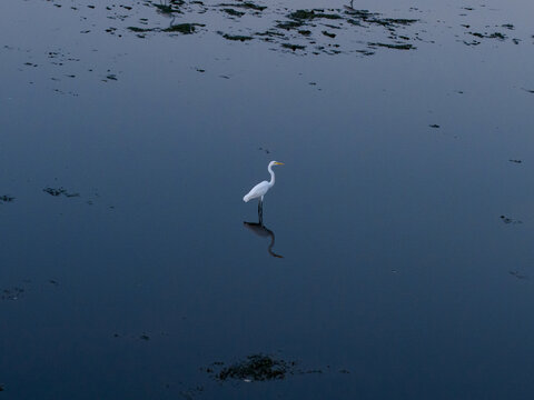 Aerial view of a great egret standing in the calm water of a mangrove area with its reflection visible on the surface Denpasar Selatan, Bali, Indonesia.