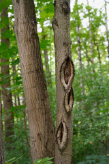 Fototapeta premium A tree trunk in the forest with oval patterns of open bark