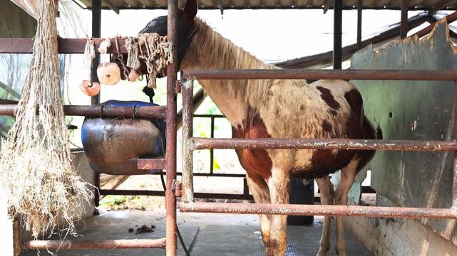 Horses in well maintained stables are fitted with insect nets that cover heads and eyes protect them from flies mosquitoes and other biting insects while still allowing them to see normally.