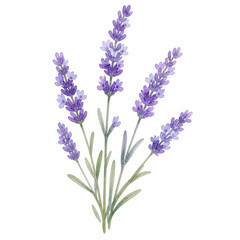 Fototapeta premium Lavender flowers