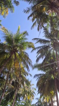 Walking Under Palm Trees in Tropical Garden. Point of view walking under tall palm trees in a tropical garden on a sunny day.