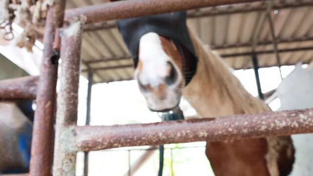 Horses in well maintained stables are fitted with insect nets that cover heads and eyes protect them from flies mosquitoes and other biting insects while still allowing them to see normally.
