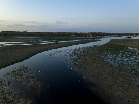 Aerial view of Great Egrets wading in a tidal stream surrounded by lush mangrove forests and mudflats at low tide in Denpasar Selatan, Bali, Indonesia.