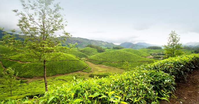 Tea plantations in Munnar, Kerala, India