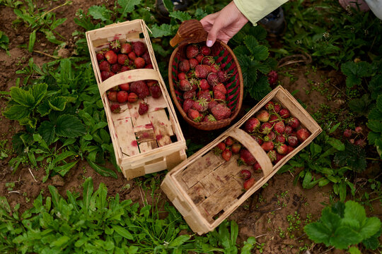 Freshly Picked Strawberries in Harvest Baskets