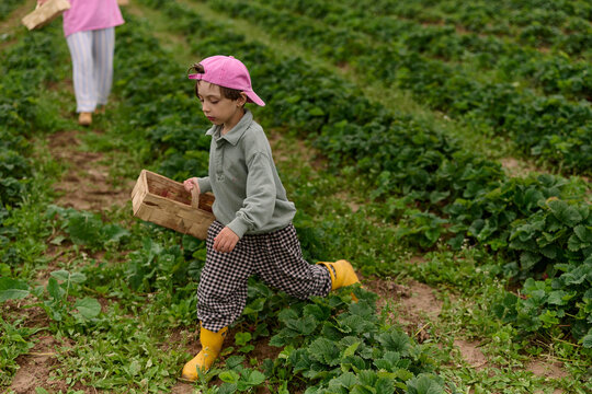 Young Child Carrying Basket in Strawberry Field