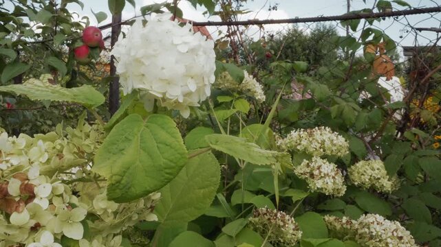 Macro white hydrangea bloom with dewdrops, soft overcast light, green leaves and blurred fence in background, gentle motion and shallow depth of field, cinematic bokeh and close botanical detail