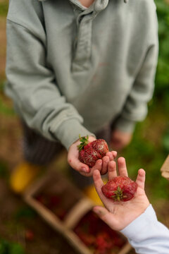 Children Comparing Giant Strawberries