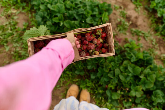 POV of Freshly Picked Strawberries in Wooden Basket