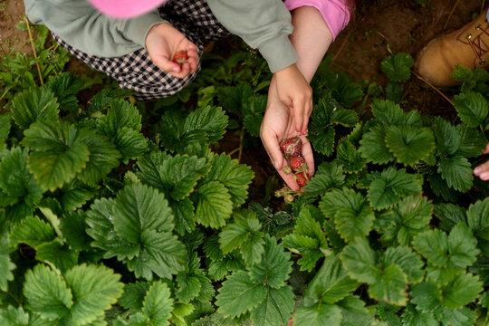 Hands Picking Fresh Strawberries