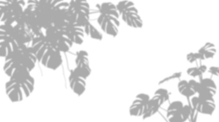 Shadow of monstera leaves isolated on transparent background © Tohmina
