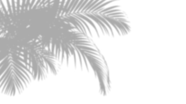 Palm leaf shadow overlay isolated on transparent background