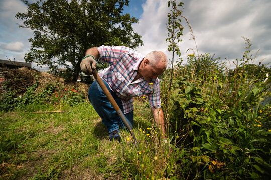 Senior man digging in his allotment on a cloudy summer day