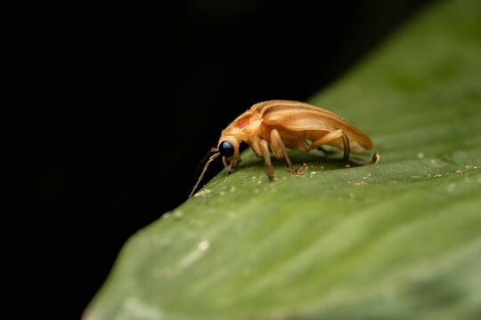 Firefly insect at night on a green leaf