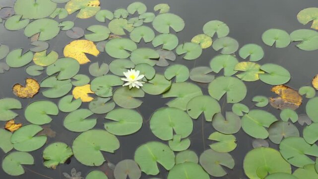志賀高原蓮池に咲くハスの花