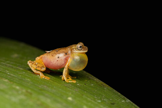 Bush frog inflating vocal sac during mating call