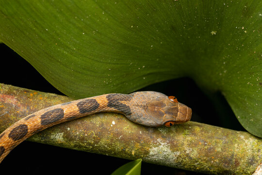 Cat-eyed snake looking from a branch with green leaf
