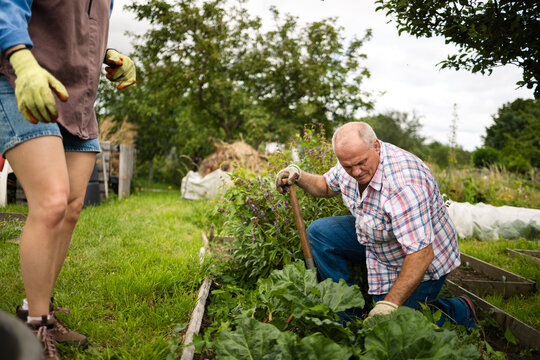 A senior gardener kneeling over his vegetable bed on a cloudy day