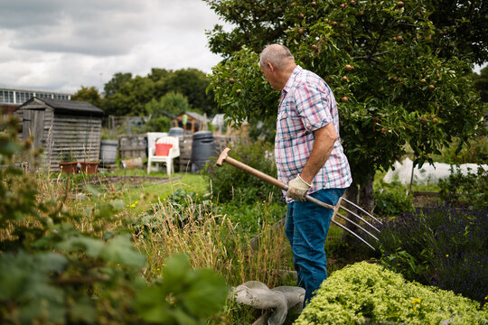 Older man surveying his plot, pitchfork in hand
