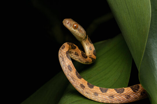 Cat-eyed snake leptodeira chilling on green leaves