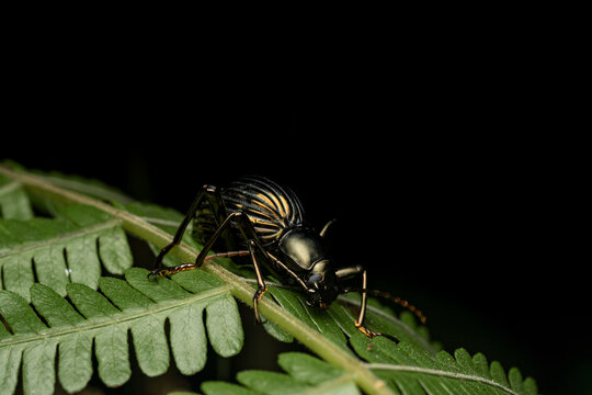 Striped beetle crawling on green fern leaf at night