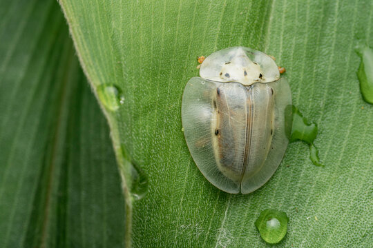 Tortoise beetle resting on green leaf with water drops