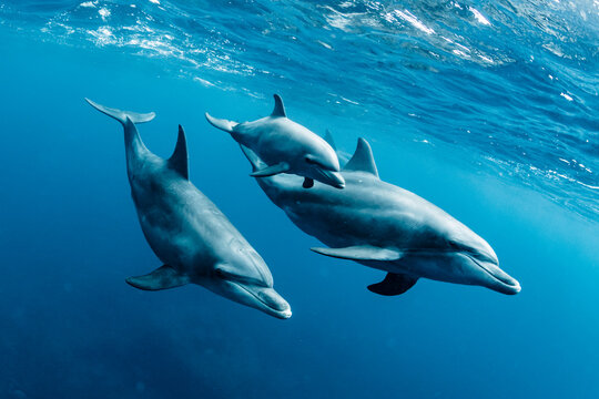 Indian ocean bottlenose dolphin