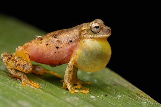 Frog inflating vocal sac making mating call