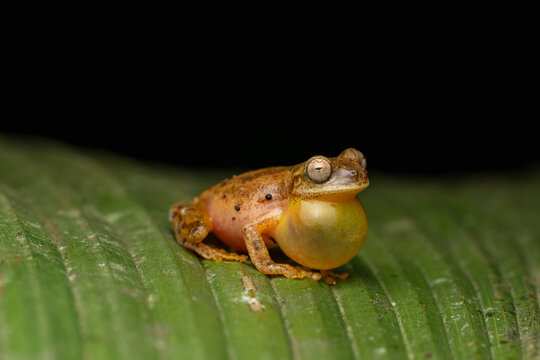 Frog vocalizing on leaf displaying inflated sac