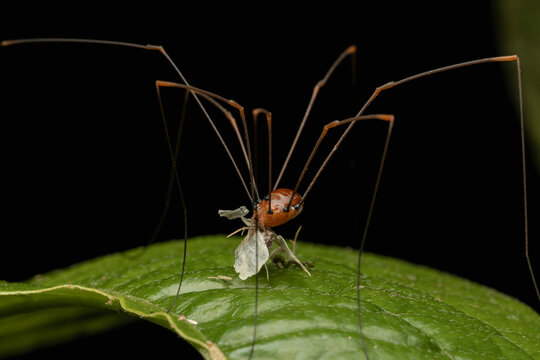 Harvestman arachnid preying on insect on leaf