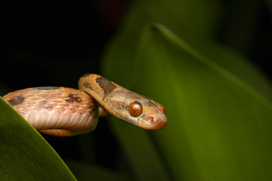 Snake peeking through green leaves in natural habitat