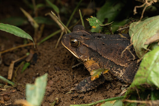 Toad camouflaging on forest ground among leaves