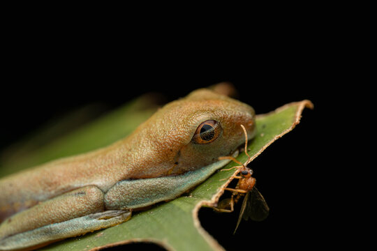 Tree frog observing a winged insect on a green leaf