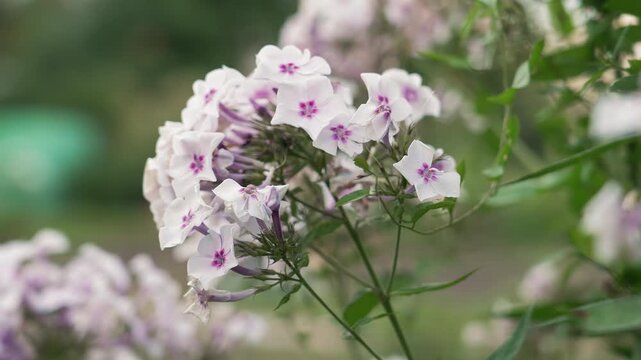 Macro airy phlox bouquet closeup capturing cluster of whitepink blooms and slender stems, soft morning light, gentle background bokeh, lively garden atmosphere, suitable for floral, lifestyle,