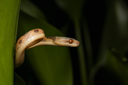 Snake camouflaging in tropical jungle vegetation