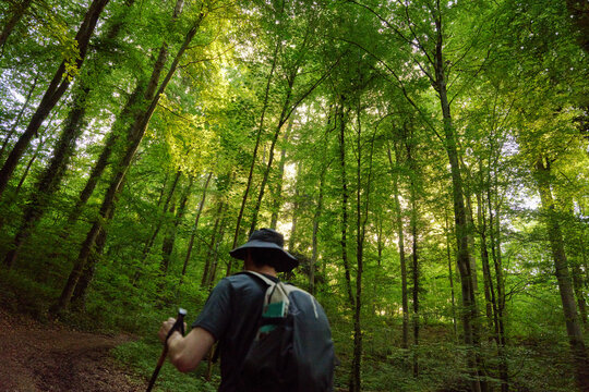 Hiker Walks Through Tall Trees in a Green Forest at Sunset