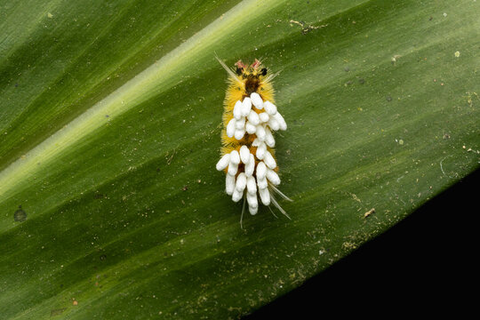 Caterpillar on a leaf with parasitic wasp cocoons