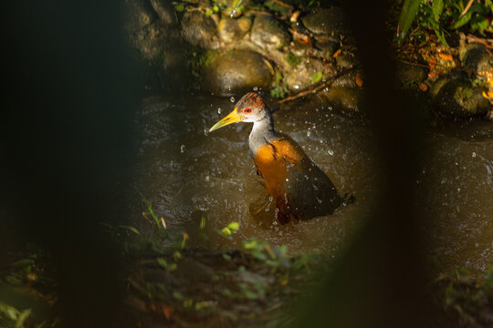 Russet-naped wood rail bathing in jungle pond