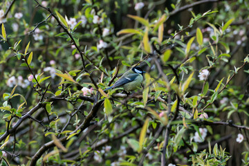 Great tit perched among spring leaves and blossoms in natural woodland setting © Andreas